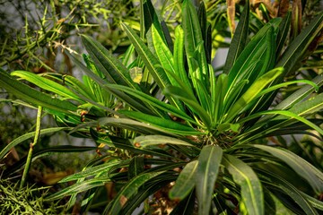 This looks like a Madagascar Palm, possibly Pachypodium geayi or Pachypodium rutenbergianum.