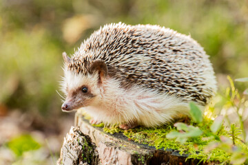 Hedgehog and nature.Prickly Pet on a mossy stump in the forest in the rays of the sun. Funny...