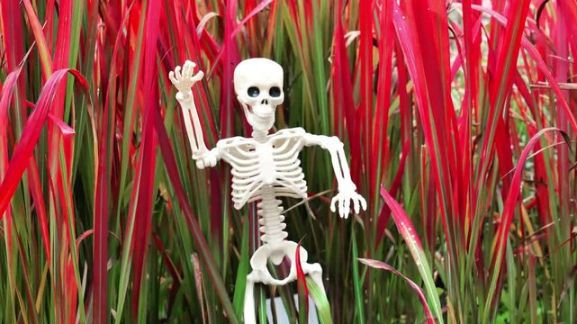 Halloween street decor. Skeleton with flickering light in red grass.skeleton figure in imperata cylindrical grass.Creepy Decor with Lights for the Fall Holidays. 4k footage