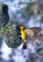 Weavers bird building a nest in a thorn tree in  South Africa..