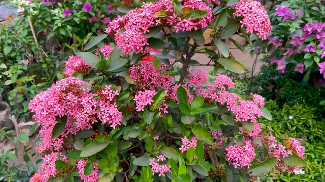 Pink Ixora Flowers Blooming in Lush Garden &ndash; Tropical Floral Beauty
