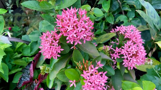 Pink Ixora Blooms &ndash; Tropical Flower Cluster in Garden Beauty
