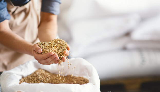 Excellent quality brewing grains, craft beer ingredients, alcohol drink industry. Millennial brewer or worker with tattoos holds malt in hands on white bag in warehouse, selective focus, panorama