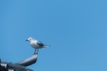 Obraz premium 琵琶湖畔の建物の屋根にとまるユリカモメ