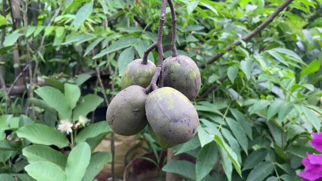 Ambarella Fruit Bunch &ndash; Hog Plum Tropical Produce with Sour Taste