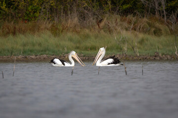 Australian pelicans eating fish (Pelecanus conspicillatus), Lake George, NSW, April 2025