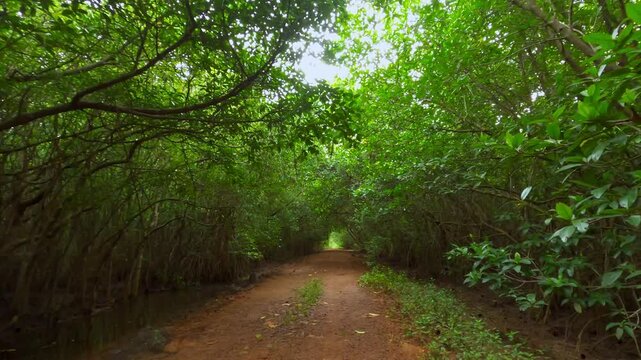 Cycling along a jungle river path in Sri Lanka with lush greenery, natural textures and peaceful uninterrupted movement