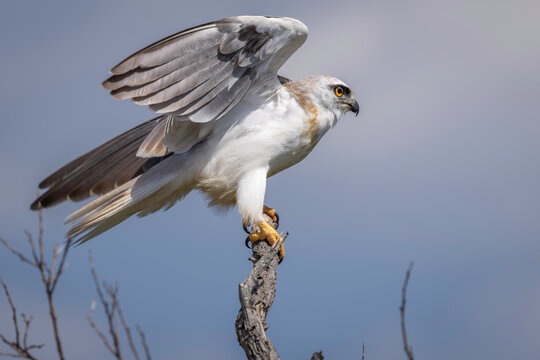 Black-shouldered Kite (Elanus axillaris) juvenile, Narooma, NSW, February 2025
