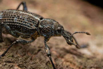 Botany Bay Weevil (Chrysolopus spectabilis), Narooma, NSW, January 2025