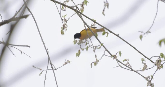 Baltimore Oriole (Icterus galbula) moving around on a small branch in slow motion