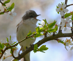 A small gray bird with its beak wide open sings its song.