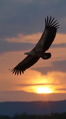 Elegant vulture soars against vibrant sunset, wings outstretched, dramatic sky, nature, wildlife, freedom, powerful flight, serene landscape, twilight hues