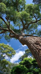 Naklejka premium View from below of large tree with vibrant green leaves against a partly cloudy vibrant blue sky. 