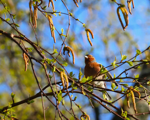 the gaze of a finch on a birch branch in the spring morning sun