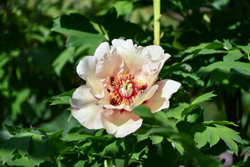 Obraz premium ボタン「トリビュート」 Peony