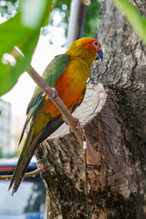 Sun Conure or Sun Parakeet stands on a tree at vertical composition