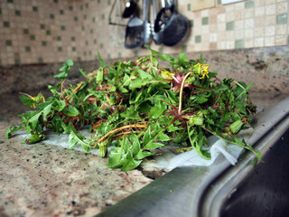 dandelions on kitchen counter