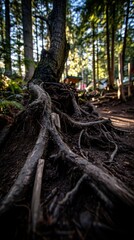 Fototapeta premium Forest roots spread wide