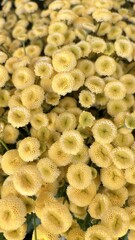 Close-up of yellow button flowers in full bloom


