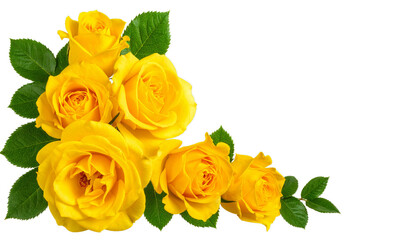 yellow roses on white background