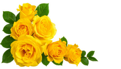 yellow roses on white background