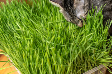 indoor cat eating fresh green cat grass for digestion and hairball relief on wooden floor, natural remedy for feline health, wellness and grooming care in cozy home environment
