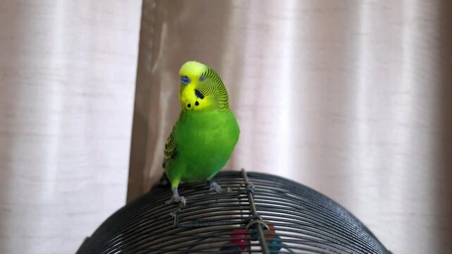 Cheerful singing of a colorful budgie parakeet &ndash; funny exotic pet bird in 4K video