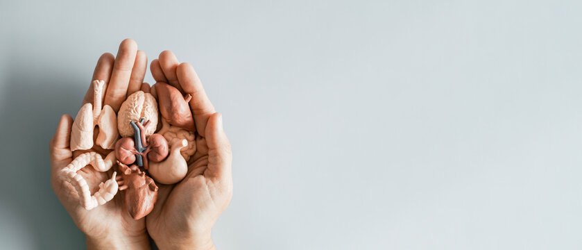 Hands holding mini internal organs, health insurance, world organ donation day, wellness concept