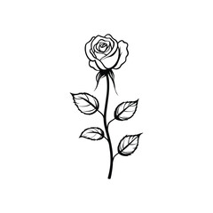 Single Stem Rose with Leaves Outline Style on Transparent Background, Isolated Art