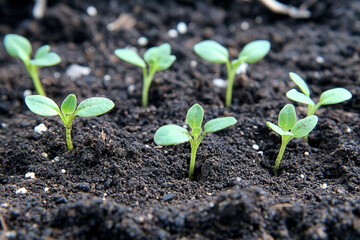 Emerging life: Young seedlings growing in fertile soil, displaying green leaves