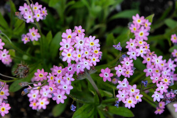 Obraz premium Pink forget me nots