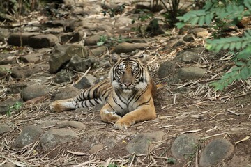 Sumatran tiger lazing on the ground