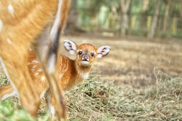 portrait of little sitatunga's facial expression