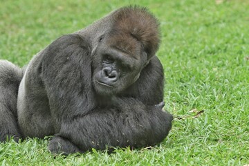 silverback gorilla lying on the grass looking sideways