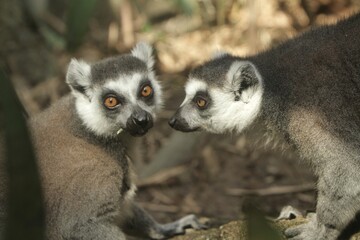 a pair of lemurs sitting and chatting