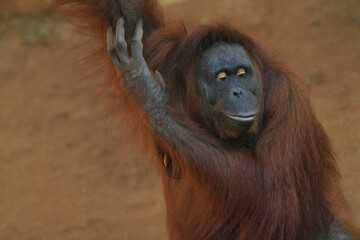 adult orangutan facial expression