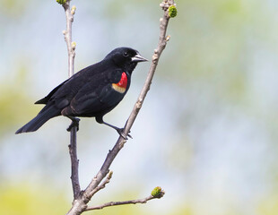 Male Redwing Blackbird perched on a tree branch on a sunny spring afternoon.