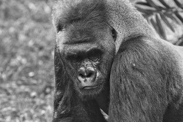 closeup of silverback gorilla lying on the grass looking forward © Pitokung