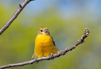 Female Northern Baltimore Oriole squating on a tree branch on a sunny spring afternoon.