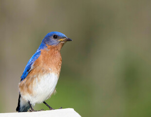 Male Eastern Bluebird perched on a deck rail while searching for food.