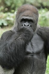 Naklejka premium silverback gorilla behavior sitting looking forward while covering mouth