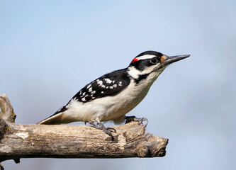 Male Hairy Woodpecker perched on a tree branch near a peanut feeder.