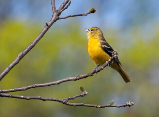 Female Northern Baltimore Oriole perched on a tree branch on a sunny spring afternoon.