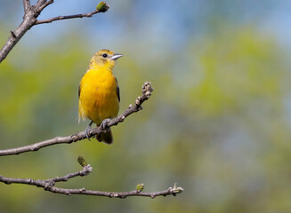 Female Northern Baltimore Oriole on a tree branch on a sunny afternoon.
