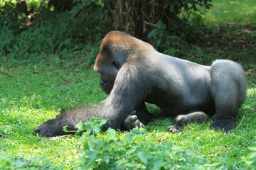 silverback gorilla behavior lying on the grass while eating fruit