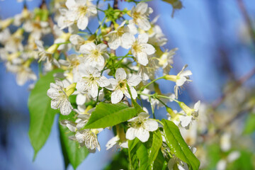 closeup of  Thai sakura flower