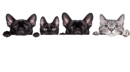 Cute Dogs And Cats With Eyes Peeking Up On Transparent Background