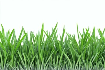 Fototapeta premium Fresh Vivid Green Grass Blades Isolated on Clear White Background Lush Lawn