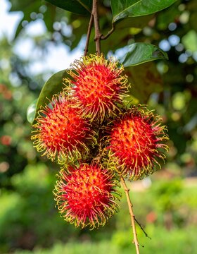  rambutan garden, close up