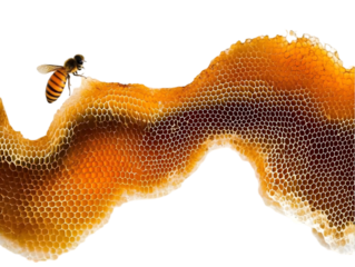 Isolated Photo of a Bee on a Honeycomb Against a Black Background